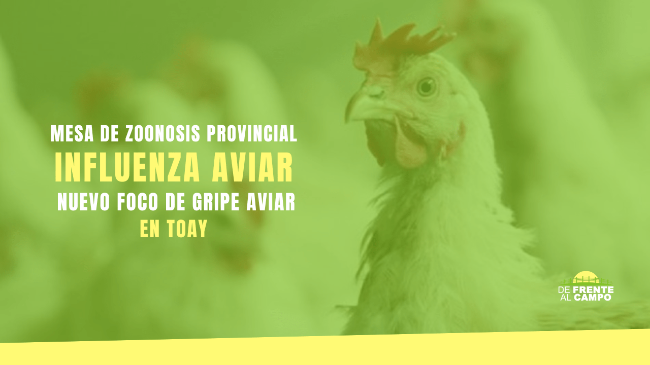 Mesa de Zoonosis Provincial confirmó nuevo foco de Gripe Aviar