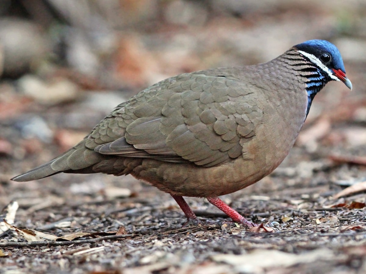 Suspendieron la caza de aves a causa de la influenza aviar