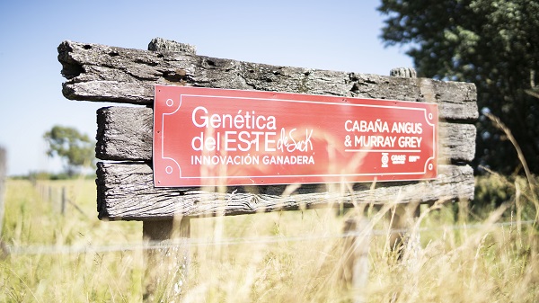 Sin ser del campo, fundó una cabaña y logró una certificación única a nivel mundial: por qué considera «héroes» a los terneros