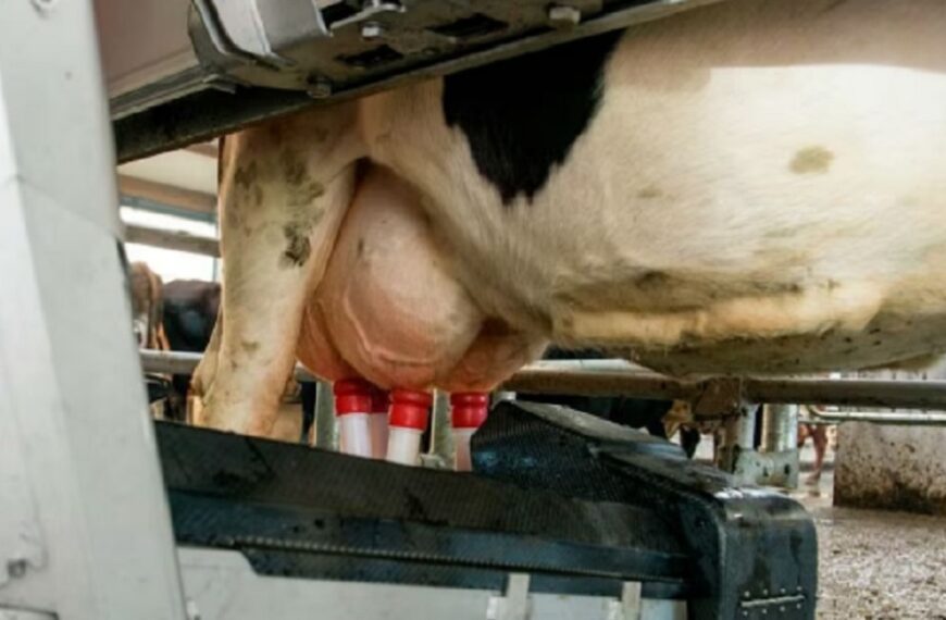 Optimización genética en tambos robóticos: nuevos caracteres para mejorar producción y salud animal