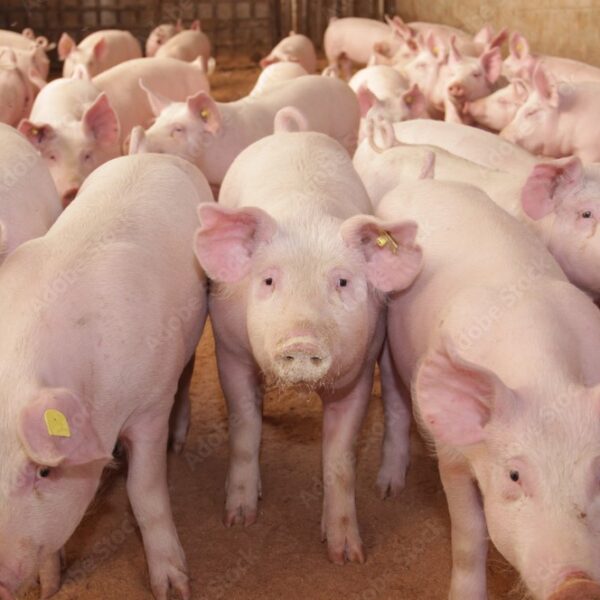 Triquinosis: Senasa actualizó la técnica para detectar el parásito en carnes porcinas