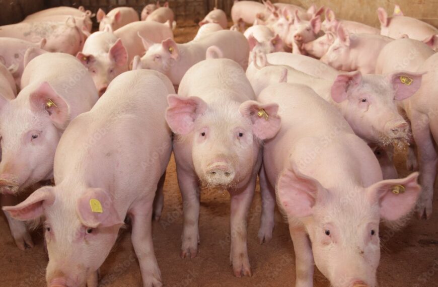 Paraguay : Exportaciones del sector porcino se duplicaron en el primer bimestre del año