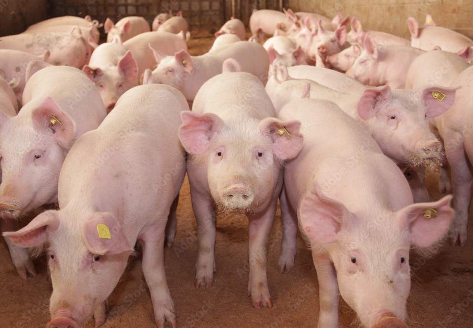 Autorizan una vacuna que mejora los parámetros productivos en porcinos