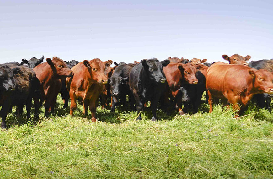 Cuál es el rol de la ganadería para combatir efectos del cambio climático y el hambre