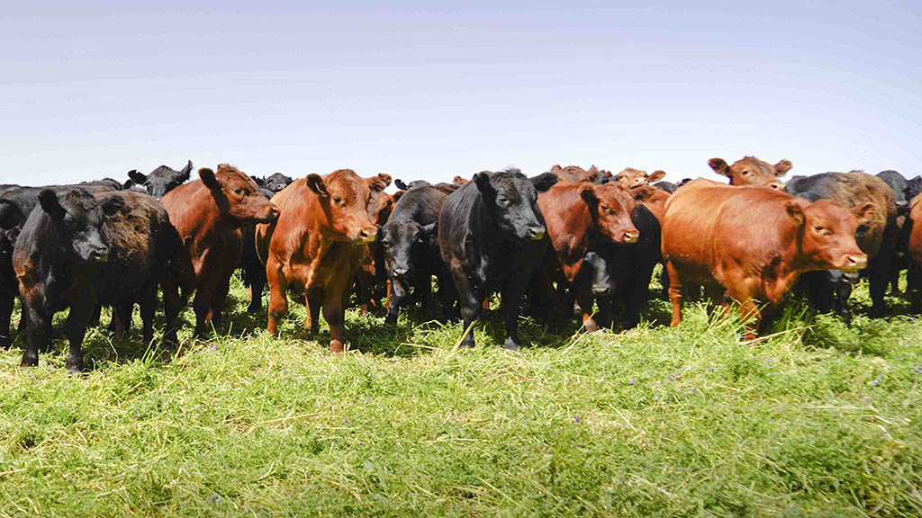 Cuál es el rol de la ganadería para combatir efectos del cambio climático y el hambre