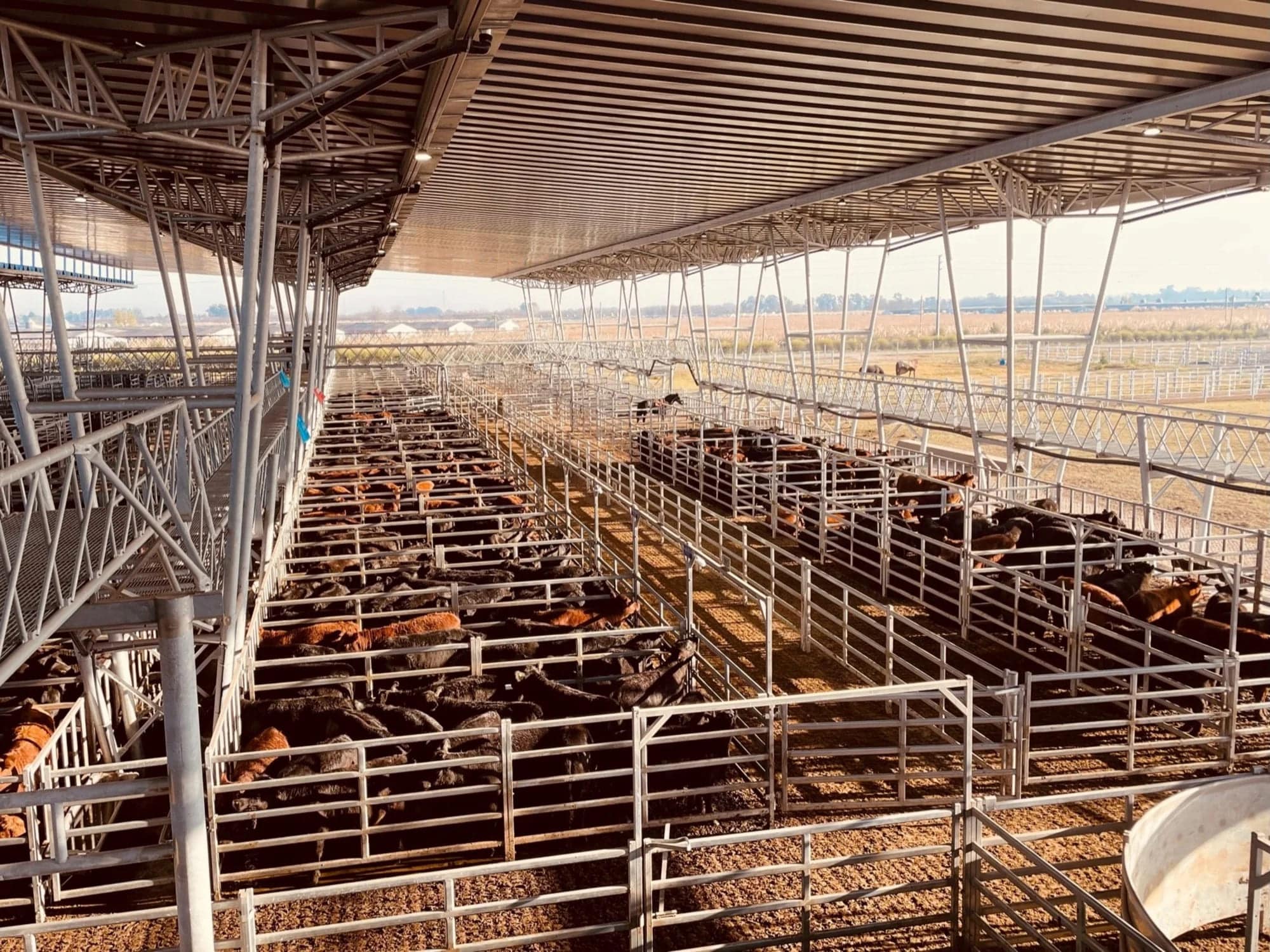 Caos en el mercado ganadero: Cañuelas recomienda la venta directa de hacienda ante el bloqueo del gremio