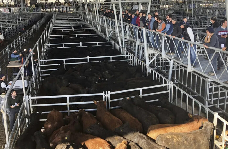 Mercado Agroganadero de Cañuelas: Precios en baja