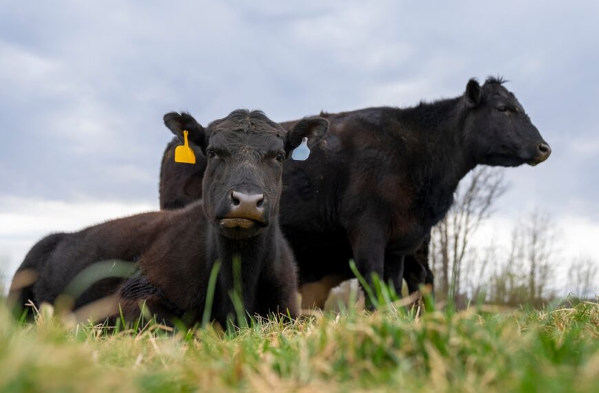 Nueva guía para el diagnóstico de pérdidas reproductivas en bovinos
