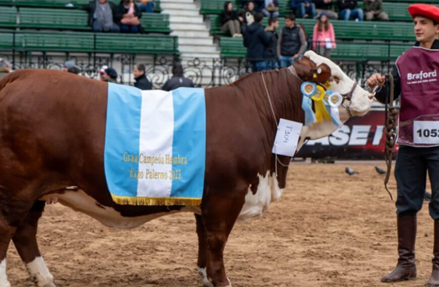 Un productor y dirigente de AFA compró a precio récord una vaca Braford en la Expo Rural de Palermo