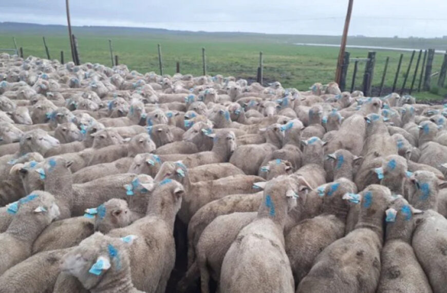 La producción ovina de Córdoba podrá desarrollar su plan estratégico para potenciar la actividad