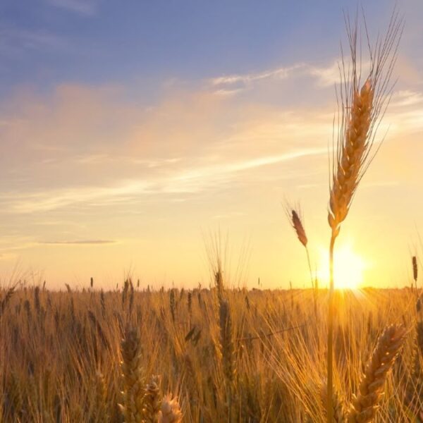 El secretario de Bioeconomía dijo que, por ahora, no bajarán las retenciones al trigo