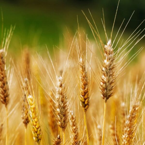 ¿Un súper trigo? Científicos chinos identifican mecanismos para aumentar la longitud y el peso del cereal