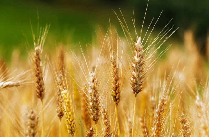 Recuerdan la vigencia de créditos para siembra de trigo y cebada