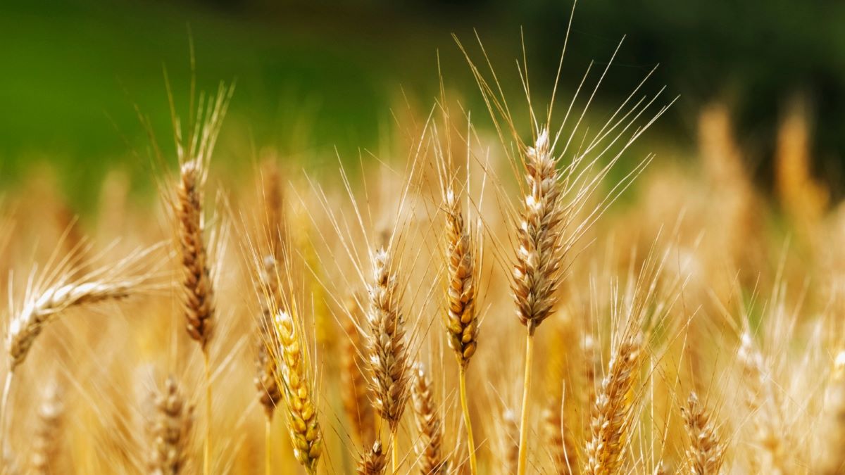 ¿Un súper trigo? Científicos chinos identifican mecanismos para aumentar la longitud y el peso del cereal