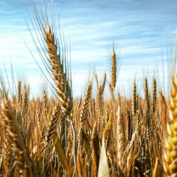 Afirman que las lluvias pueden ser excesivas para la cosecha de soja, pero buenas para la siembra de trigo