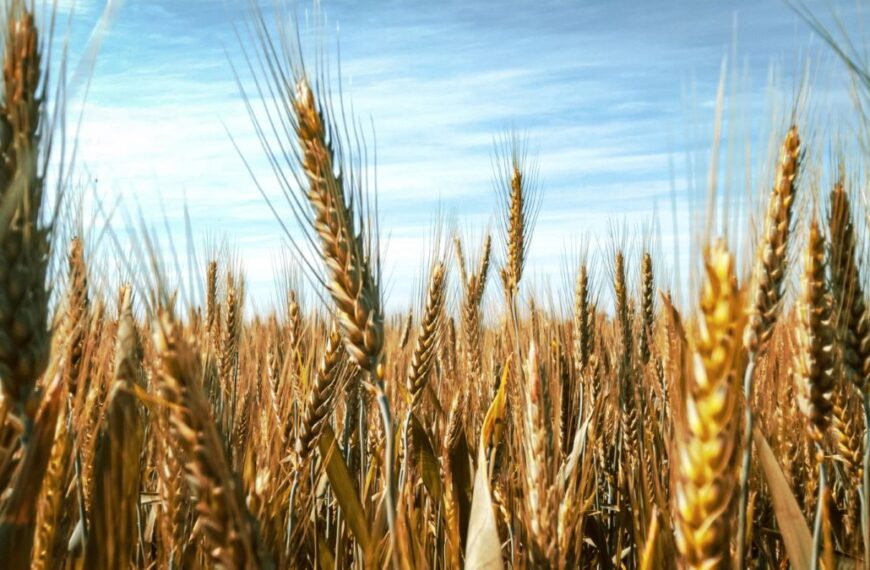 Afirman que las lluvias pueden ser excesivas para la cosecha de soja, pero buenas para la siembra de trigo