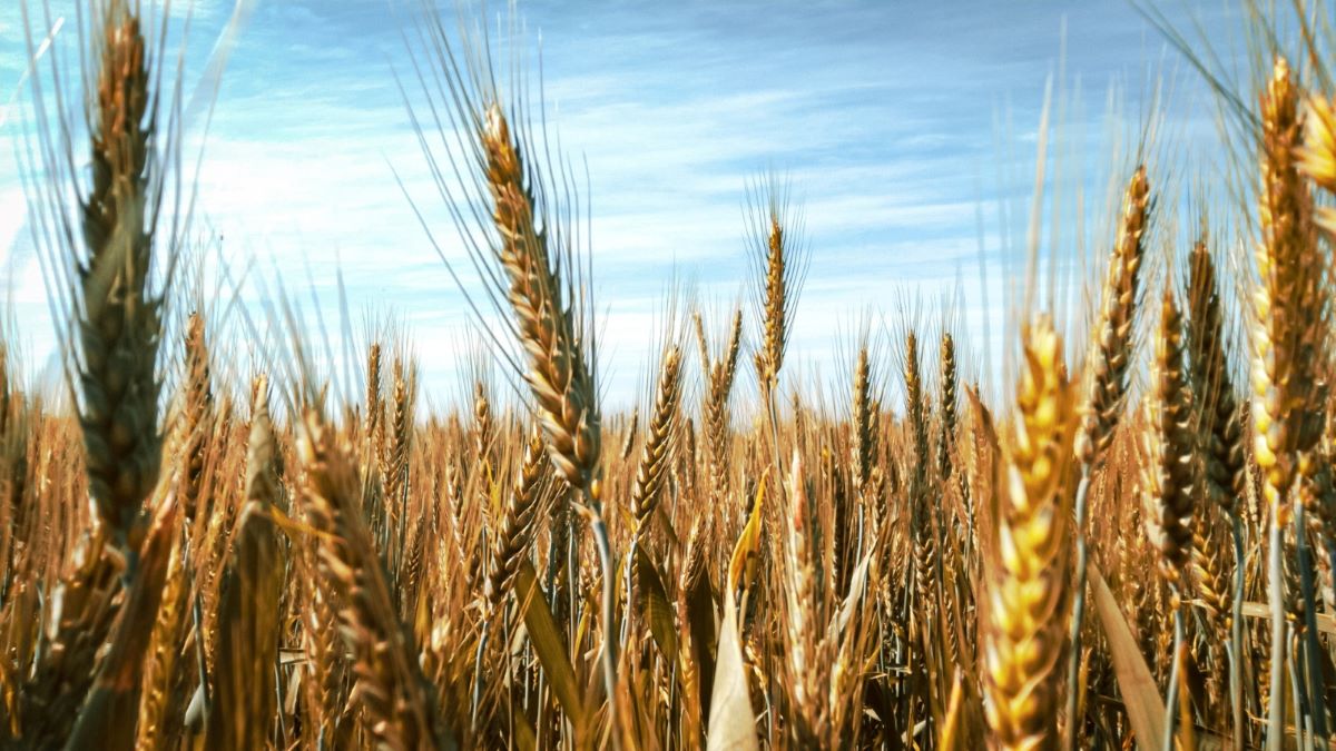 El Gobierno detectó más trigo que el que estimaba y sumó 400.000 toneladas a la cosecha