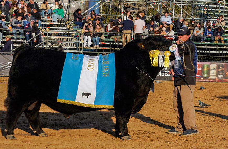 Un toro de dos años de la firma Arandú se consagró como Gran Campeón Macho Angus en Palermo