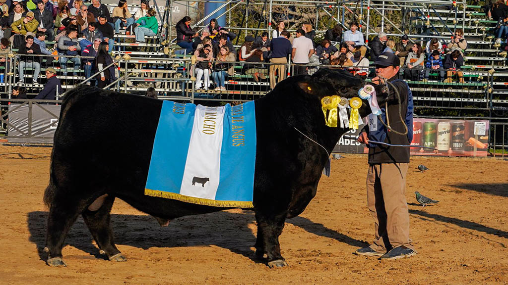 Un toro de dos años de la firma Arandú se consagró como Gran Campeón Macho Angus en Palermo