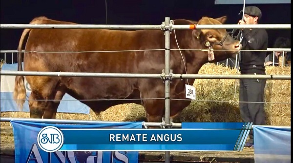 Los precios del remate de Angus en La Rural: pagaron $10,5 millones por la mitad de una vaquillona