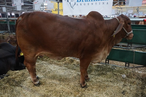 El productor que empezó con 2 vacas y hoy exporta embriones: logró “algo nunca visto” en preñez y sus terneros ganan 1,8 kilos por día