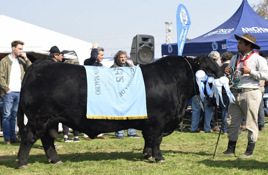 Un ejemplar de Cabaña Santa Lucía se consagró en la expo de Villaguay