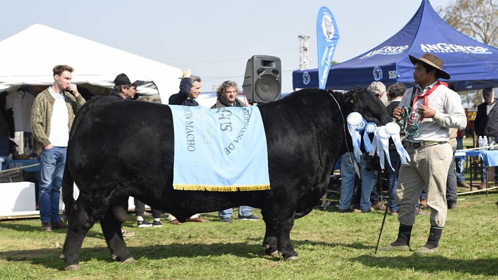 Un ejemplar de Cabaña Santa Lucía se consagró en la expo de Villaguay