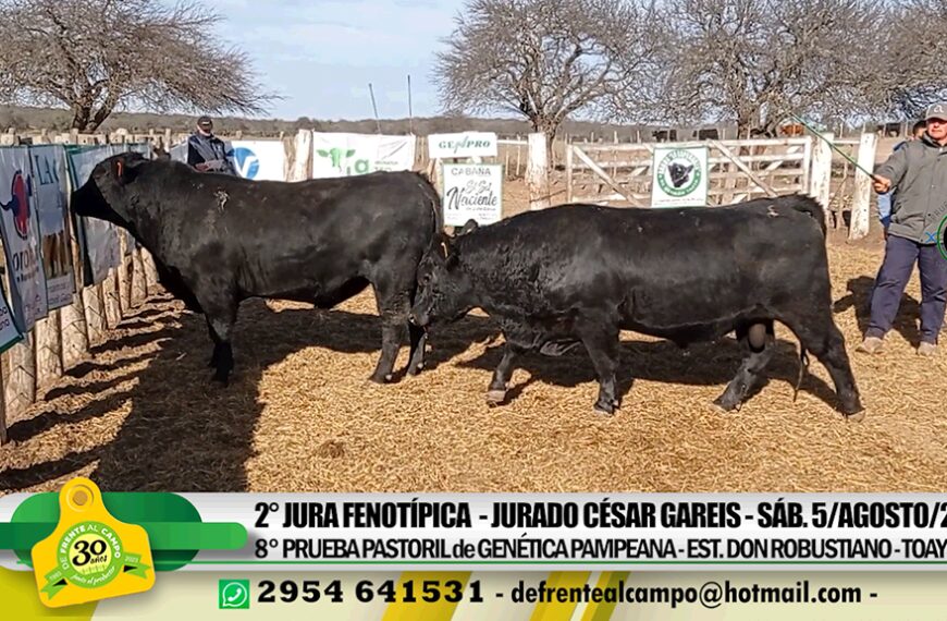 2° Jura Pastoril: El mejor Angus fue de «Peuma Yen» y el mejor Hereford de «La Ñata»