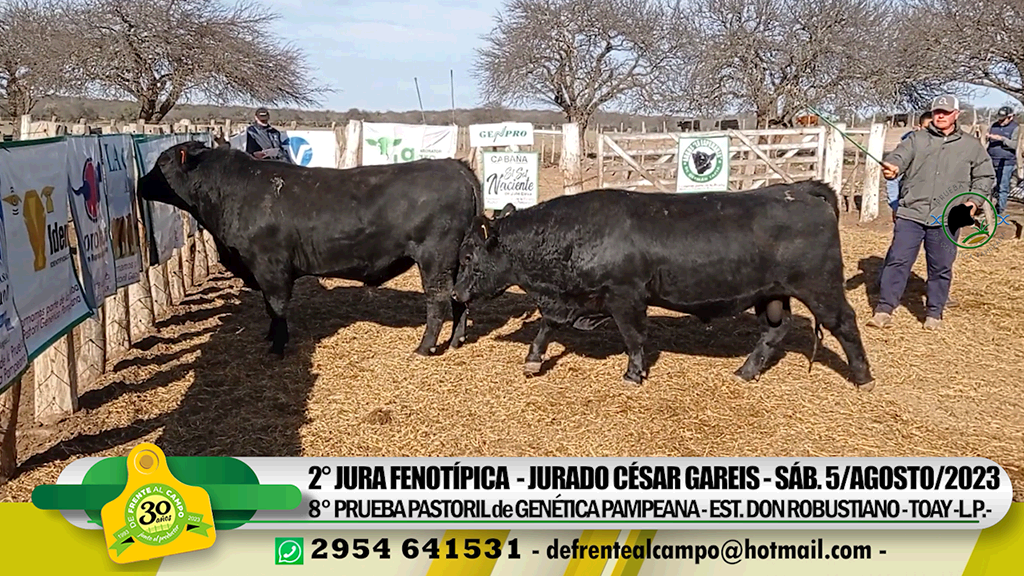 2° Jura Pastoril: El mejor Angus fue de «Peuma Yen» y el mejor Hereford de «La Ñata»