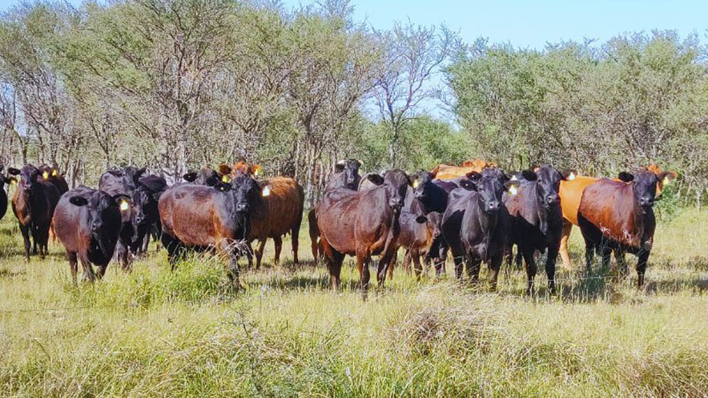 Producción sostenible de carne: Un desafío para la industria alimentaria