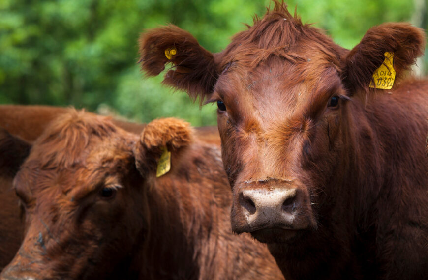 El INTA certificó que un kilo vivo de bovino captura carbono: presentaron la primera declaración ambiental