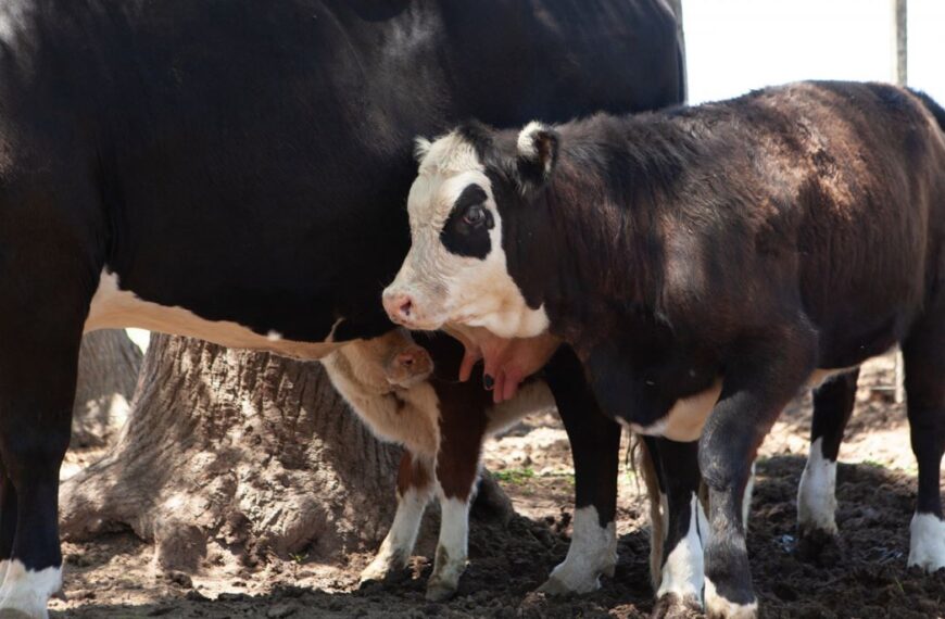 Se inició la segunda campaña de vacunación contra la Fiebre aftosa y Brucelosis bovina