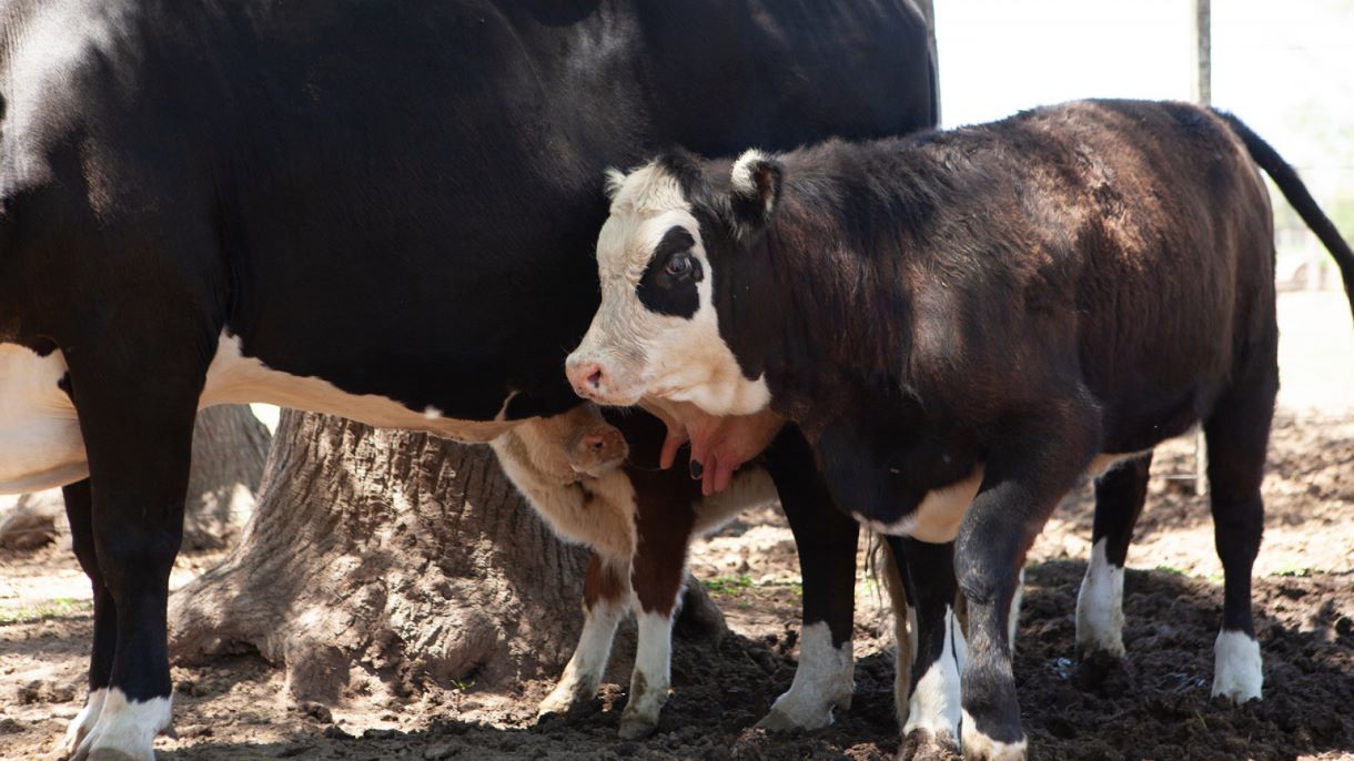 Se inició la segunda campaña de vacunación contra la Fiebre aftosa y Brucelosis bovina