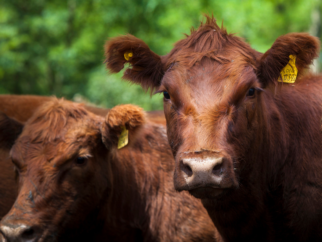 Estudio revela la creciente diseminación de leucosis bovina en rodeos de carne