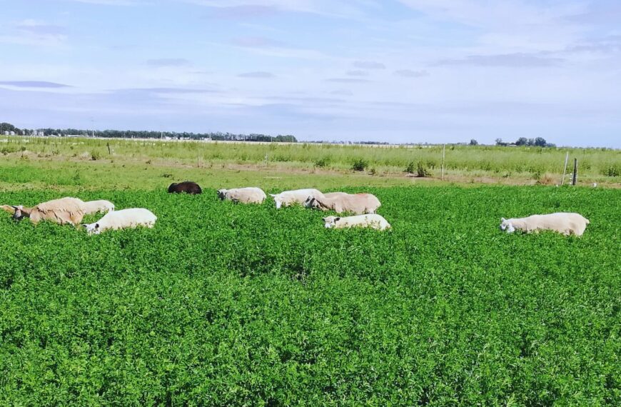 Alfalfa: desarrollan una variedad ideal para pastoreo directo