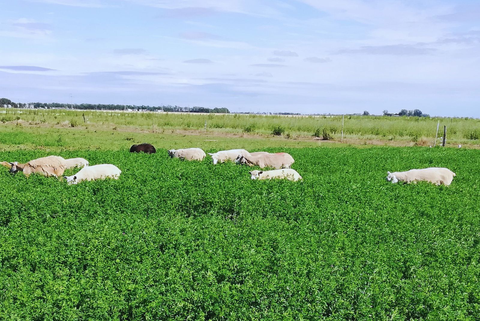 Alfalfa: desarrollan una variedad ideal para pastoreo directo