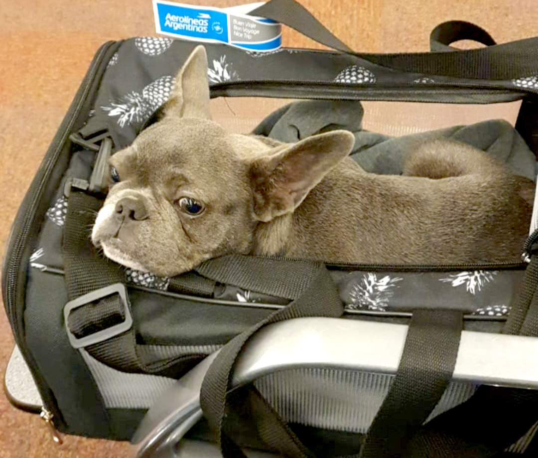 Viajá con tu mascota: EE.UU. estableció nuevos requisitos para el ingreso de perros