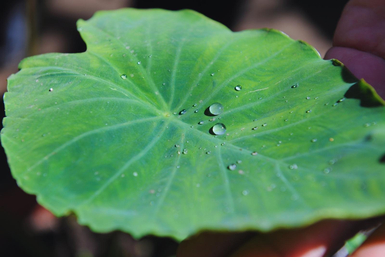 Cómo maximizar el uso del agua para una producción agrícola sostenible