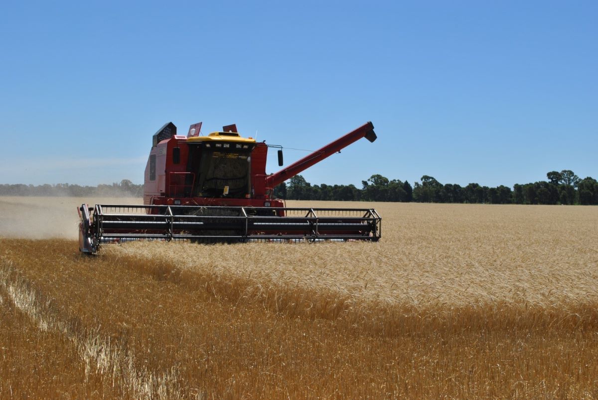 La Argentina le podrá exportar trigo a China y competirá con Australia y Canadá