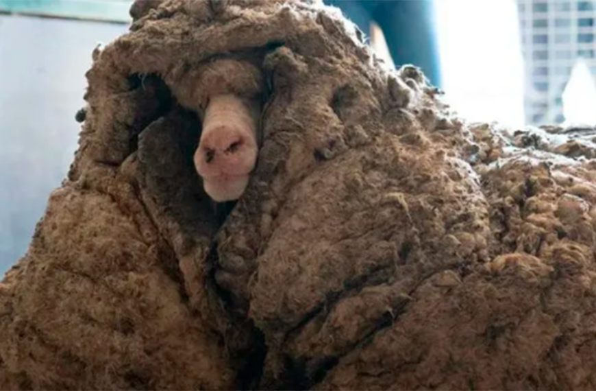 Rescatan de una cueva a la «oveja más solitaria del mundo»