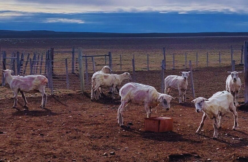 El Consejo Federal Agropecuario presentó nuevas líneas de financiamiento y herramientas para el sector ovino