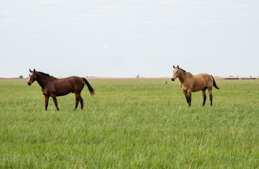 Encefalomielitis equinas: Se establecieron nuevas medidas para el movimiento de equinos