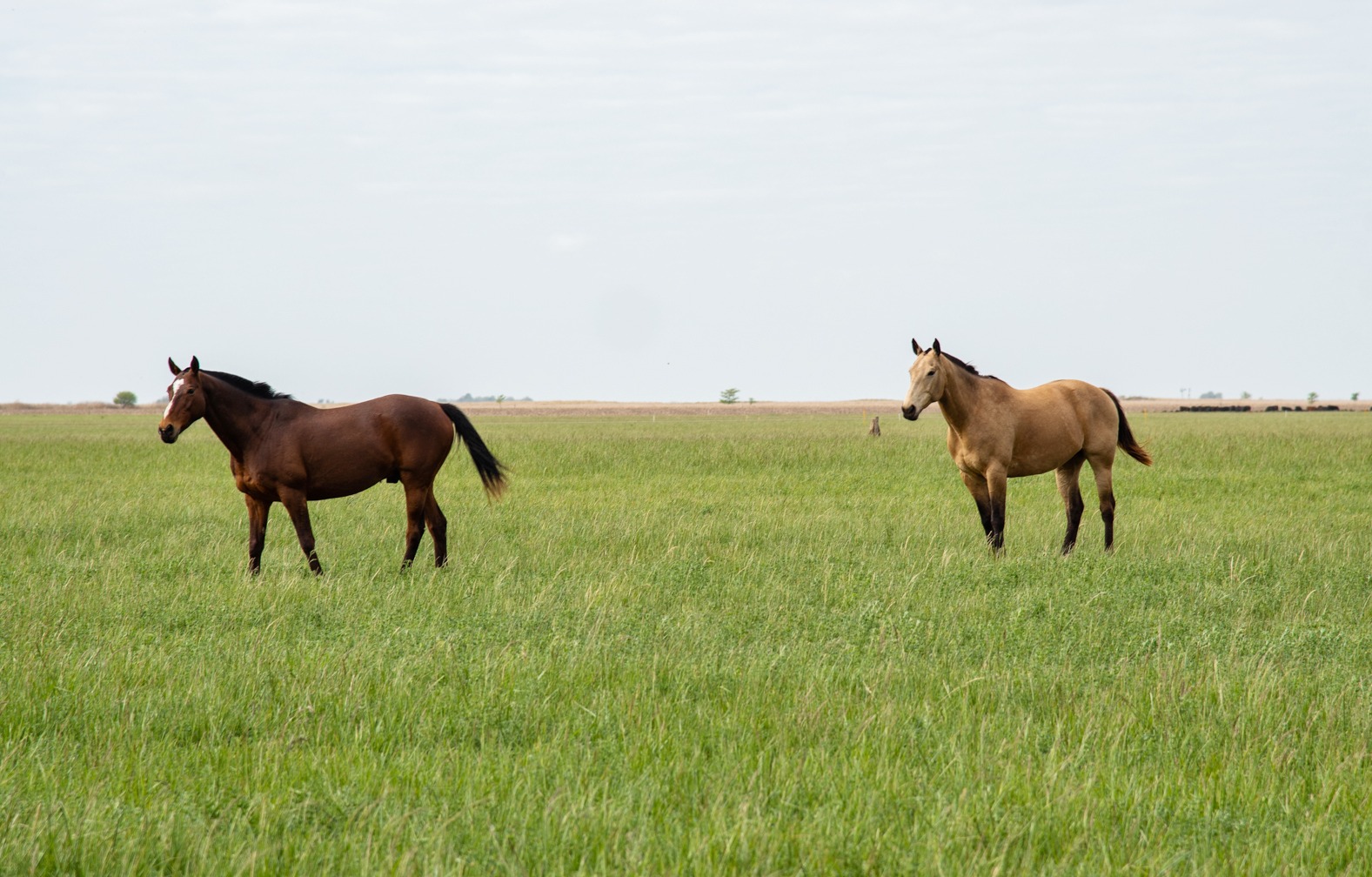 Chile: SAG confirma brote de anemia infecciosa equina en el Club Hípico