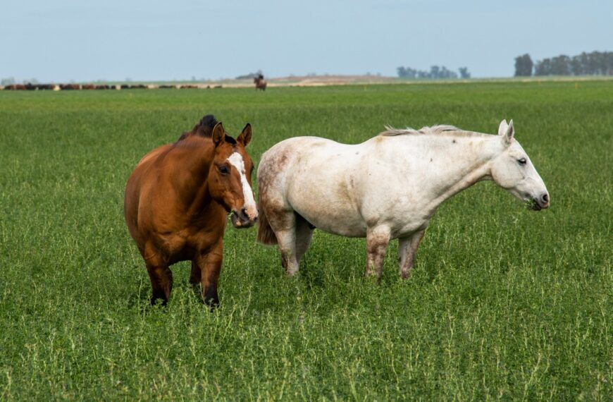 Murió la primera persona con encefalomielitis equina y hay 12 casos confirmados