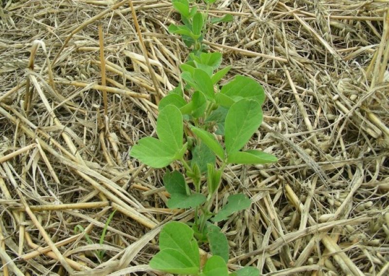 Se esperan 11 nuevas plantas procesadoras de soja en Estados Unidos y alertan sobre el exceso de oferta en un rubro clave para la Argentina