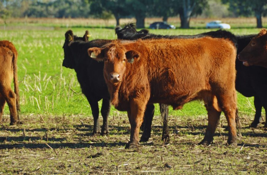 Creció un 13 % el ingreso de animales a feedlots y mejoró el índice de reposición