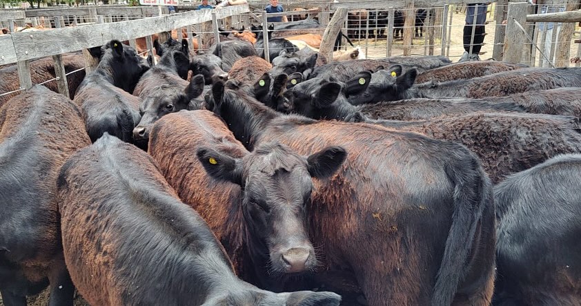 La recuperación en el mercado de invernada continúa firme, con precios en alza
