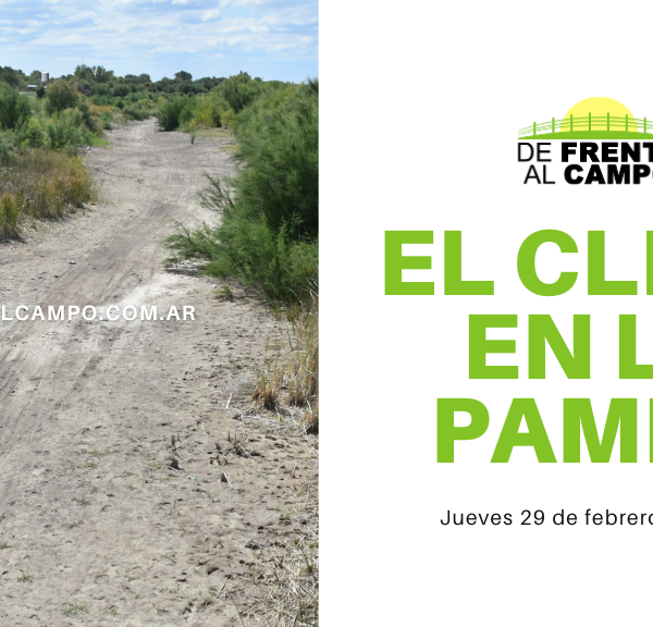 Clima en La Pampa para hoy, 29 de febrero de 2024: Jornada calurosa con baja probabilidad de lluvias