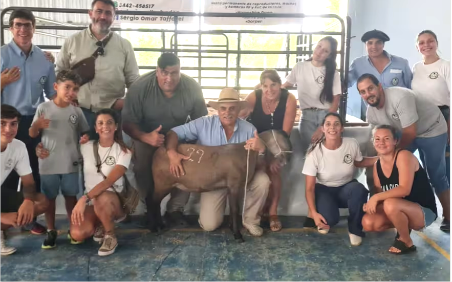 Subastaron en una cifra millonaria una oveja muy distinta a las ya conocidas