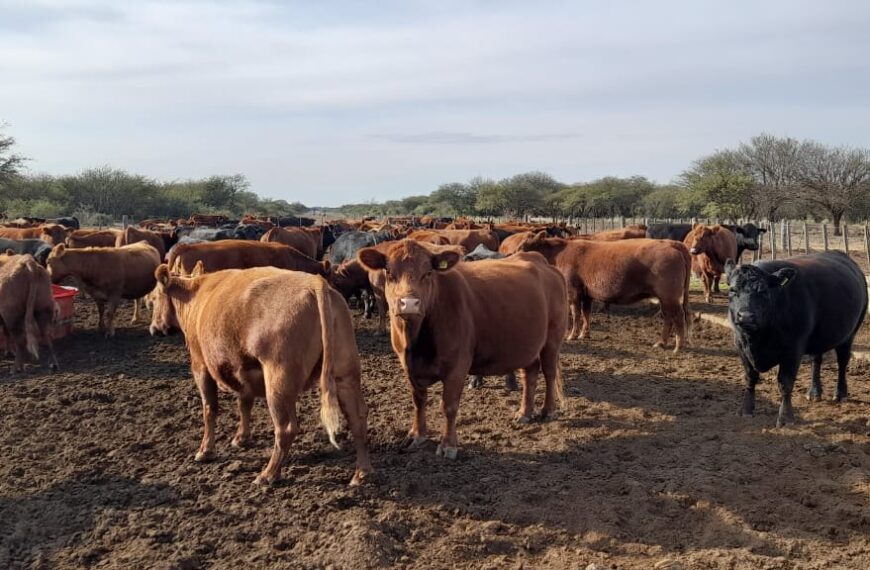 Nuevos créditos para el sector ganadero